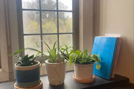 Plants in dorm window.