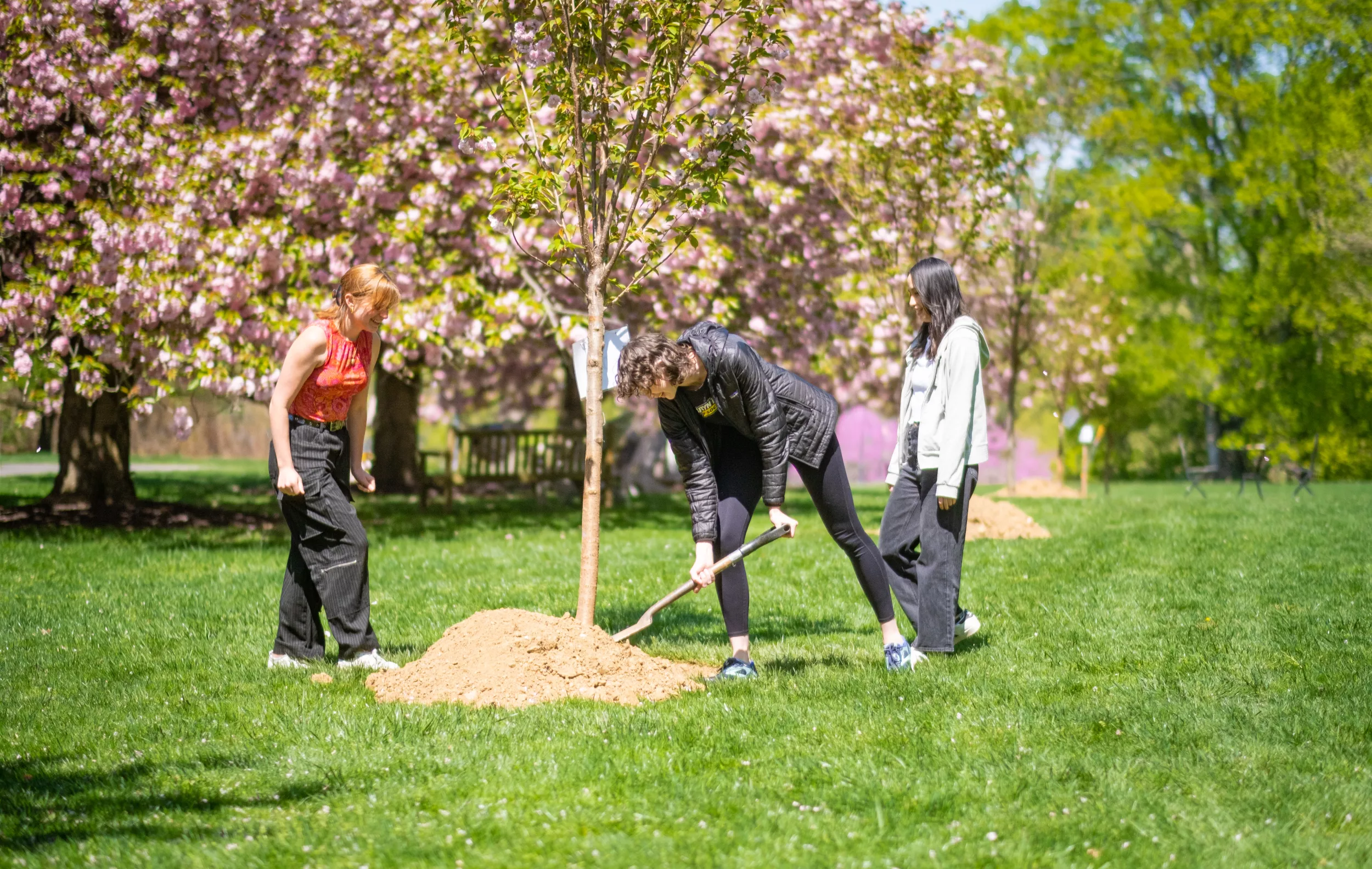 Sustainability - Greening - Tree Planting