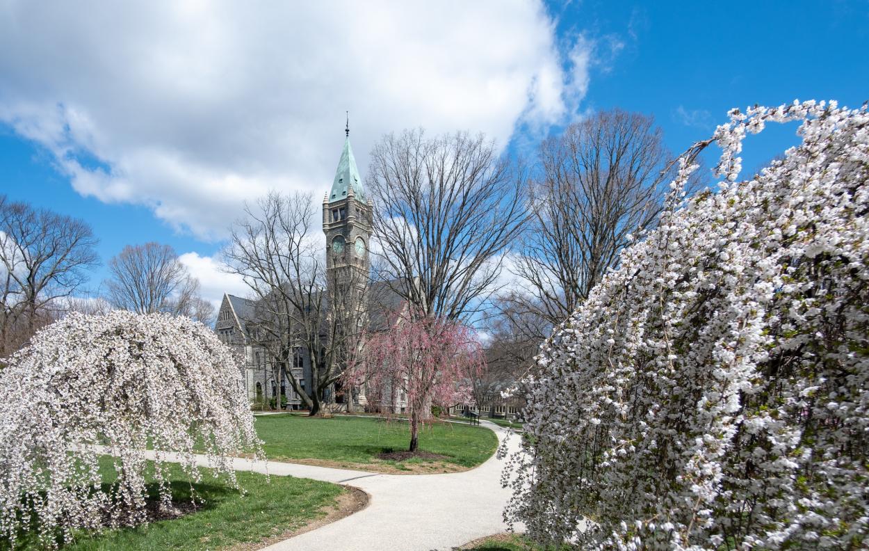 Taylor Hall Cherry Blossoms