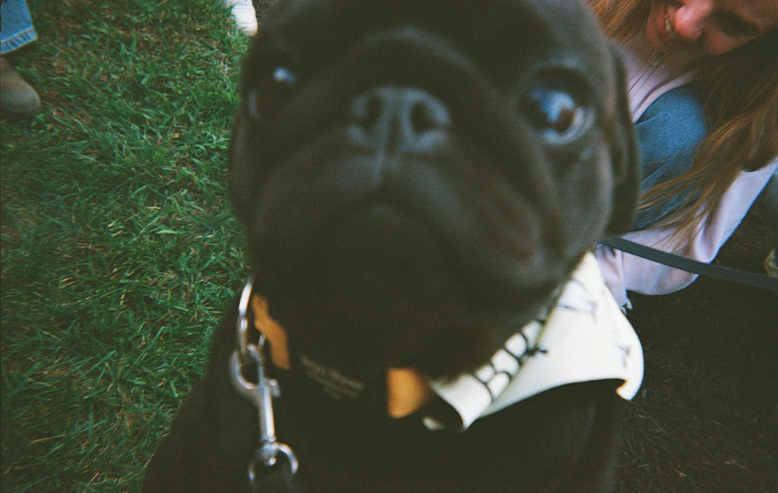 Auggie, a presidential pug