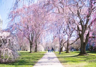 Row of cherry blossom trees with three students walking in between 