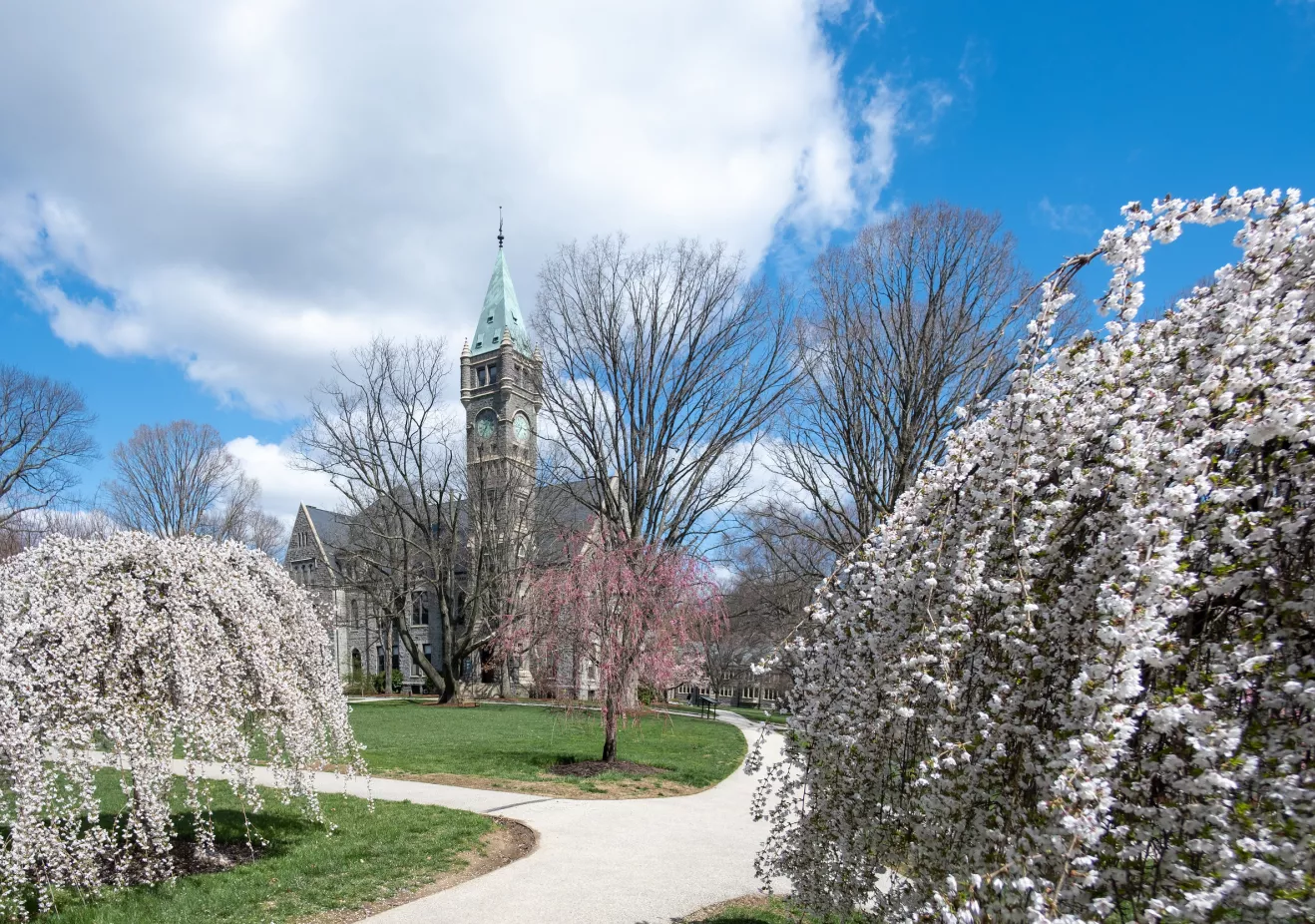 Taylor Hall Cherry Blossoms