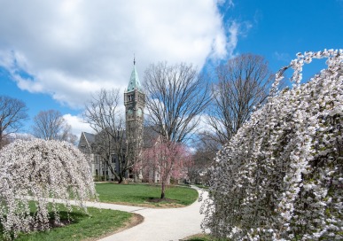 Taylor Hall Cherry Blossoms