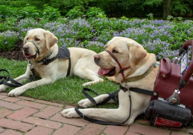 Two service dogs