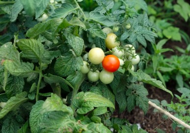 Dining - Community Garden - Tomatoes