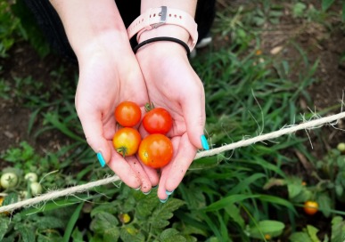 Dining - Community Garden - Tomatoes