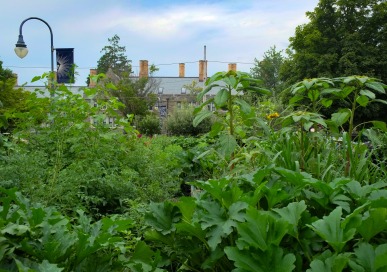 Dining - Community Garden