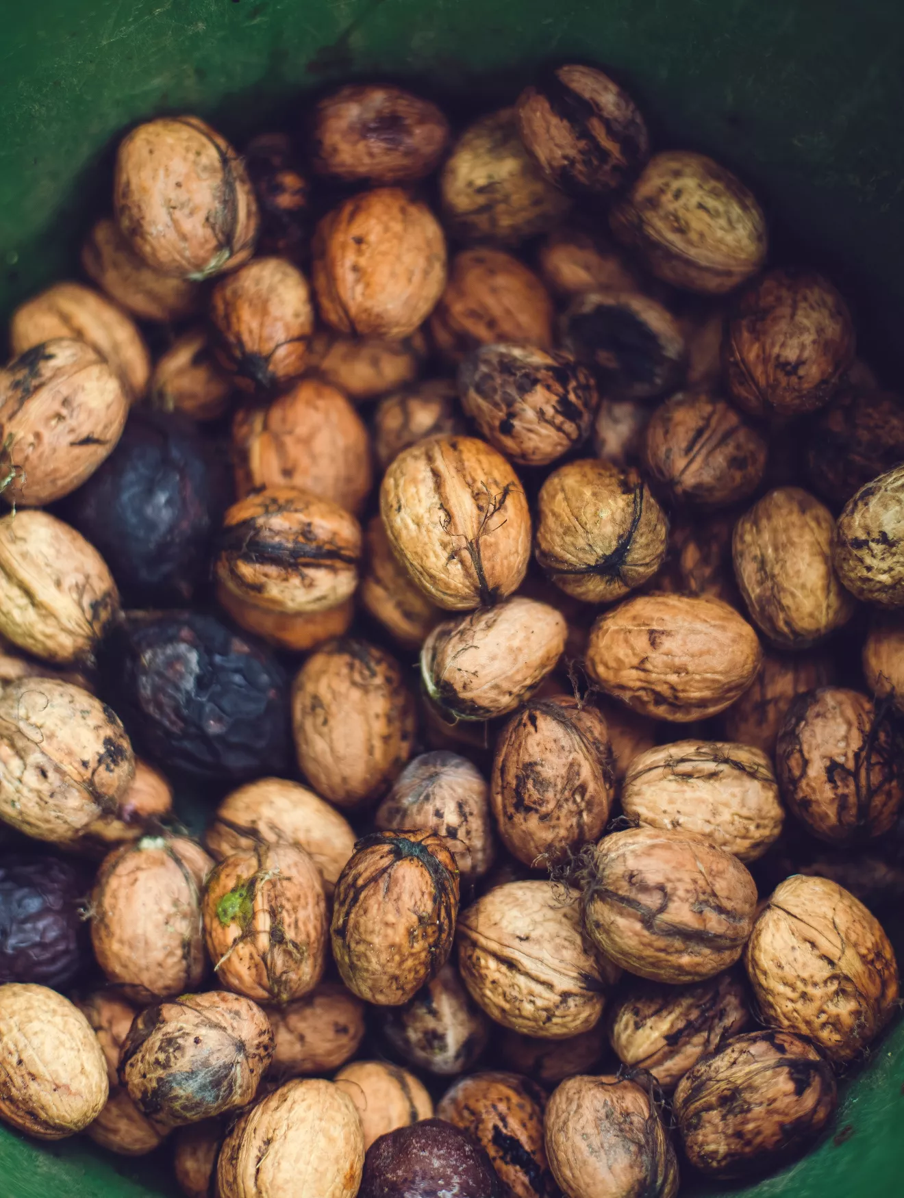 black walnuts