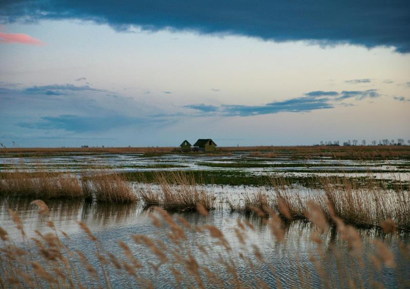 Salt Marsh