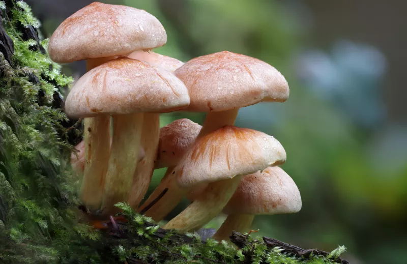mushrooms in a forest