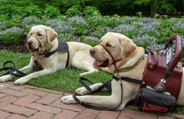 Two service dogs