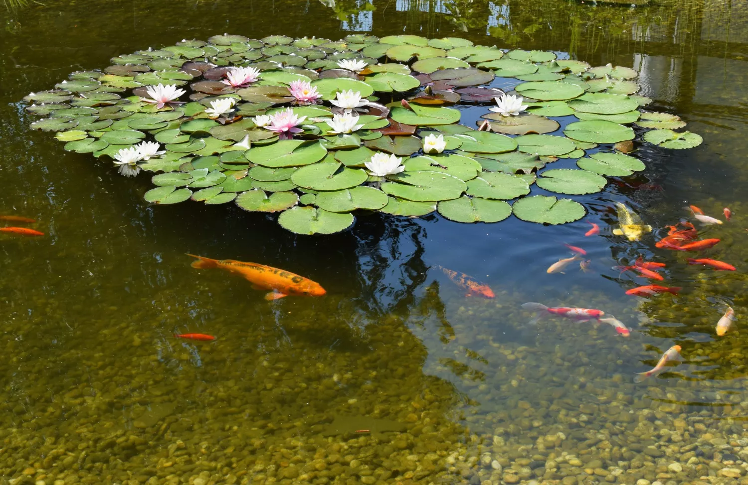 River/pond stock