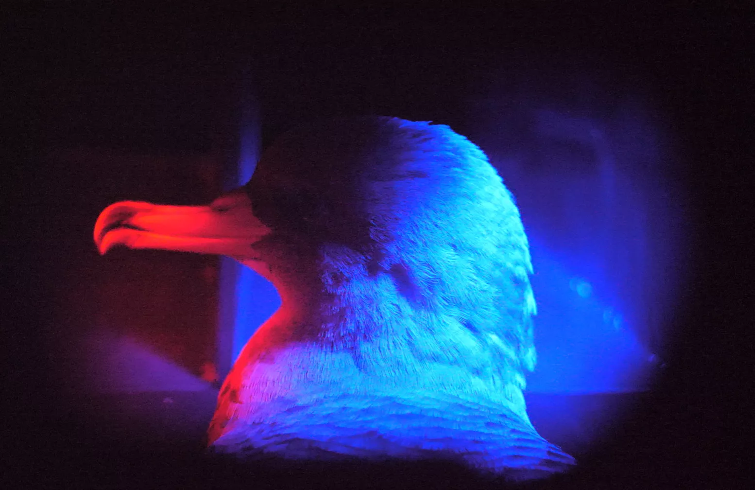 A cagarro bird in profile illuminated in the night by red and blue light.