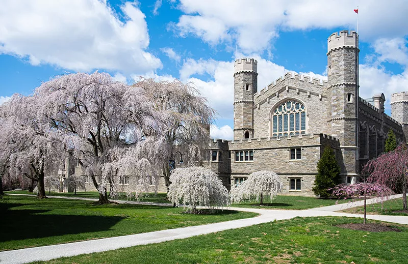 Old Library with cherry blossom trees