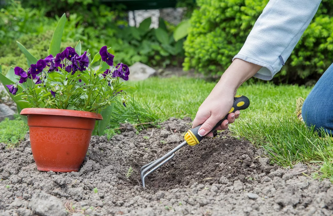 Hand digging a hole to plant purple flowers