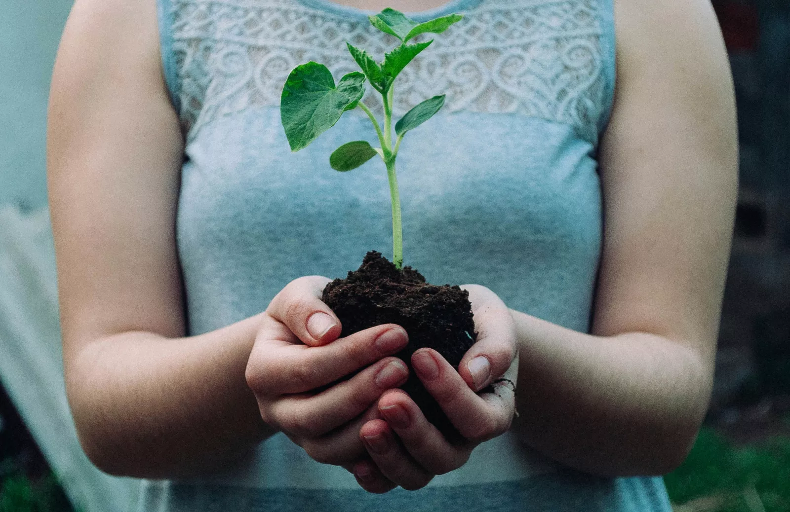 Person Holding a Plant