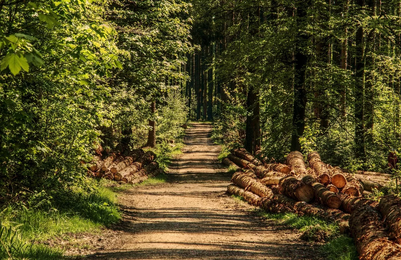 Path through woods