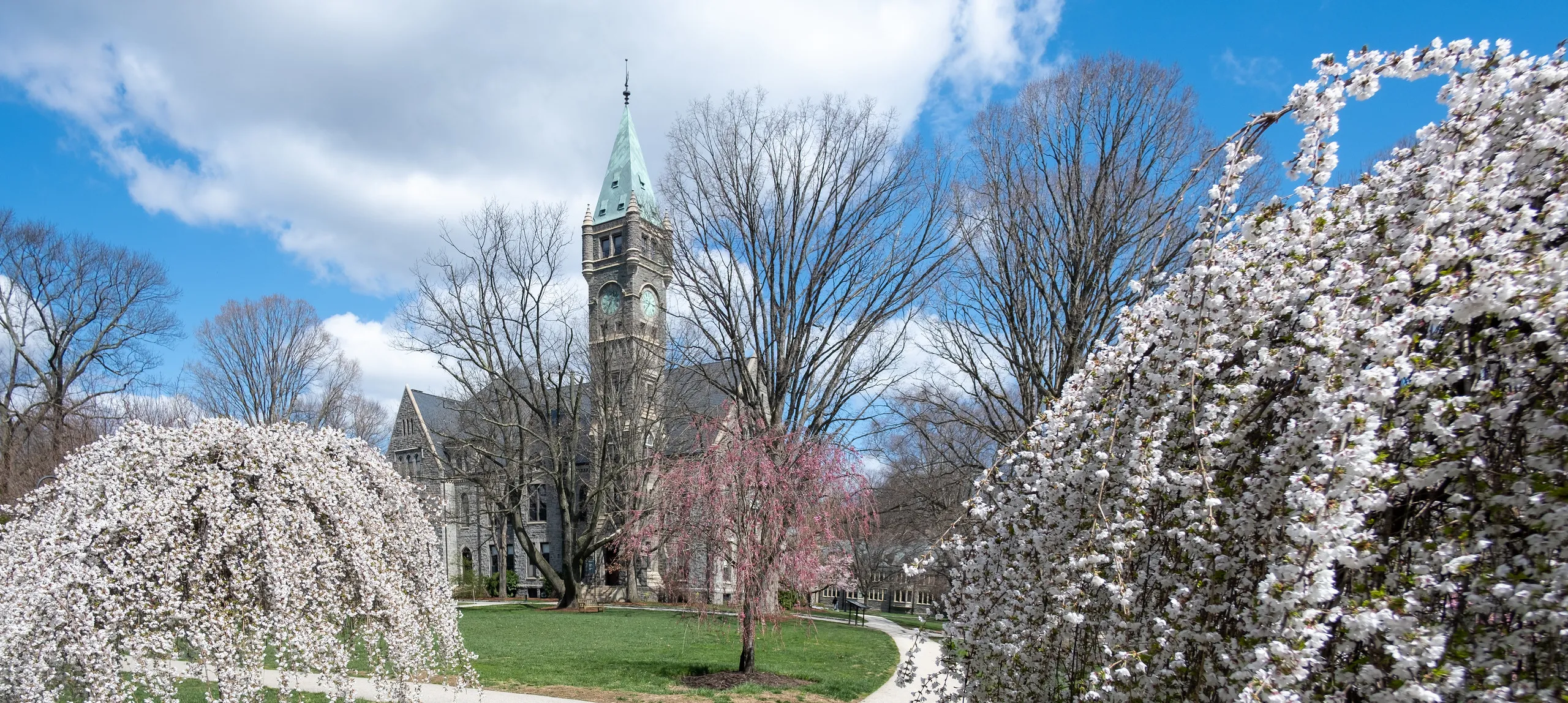 Taylor Hall Cherry Blossoms
