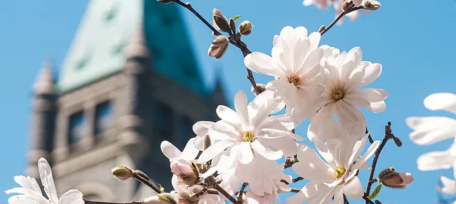 cherry blossoms