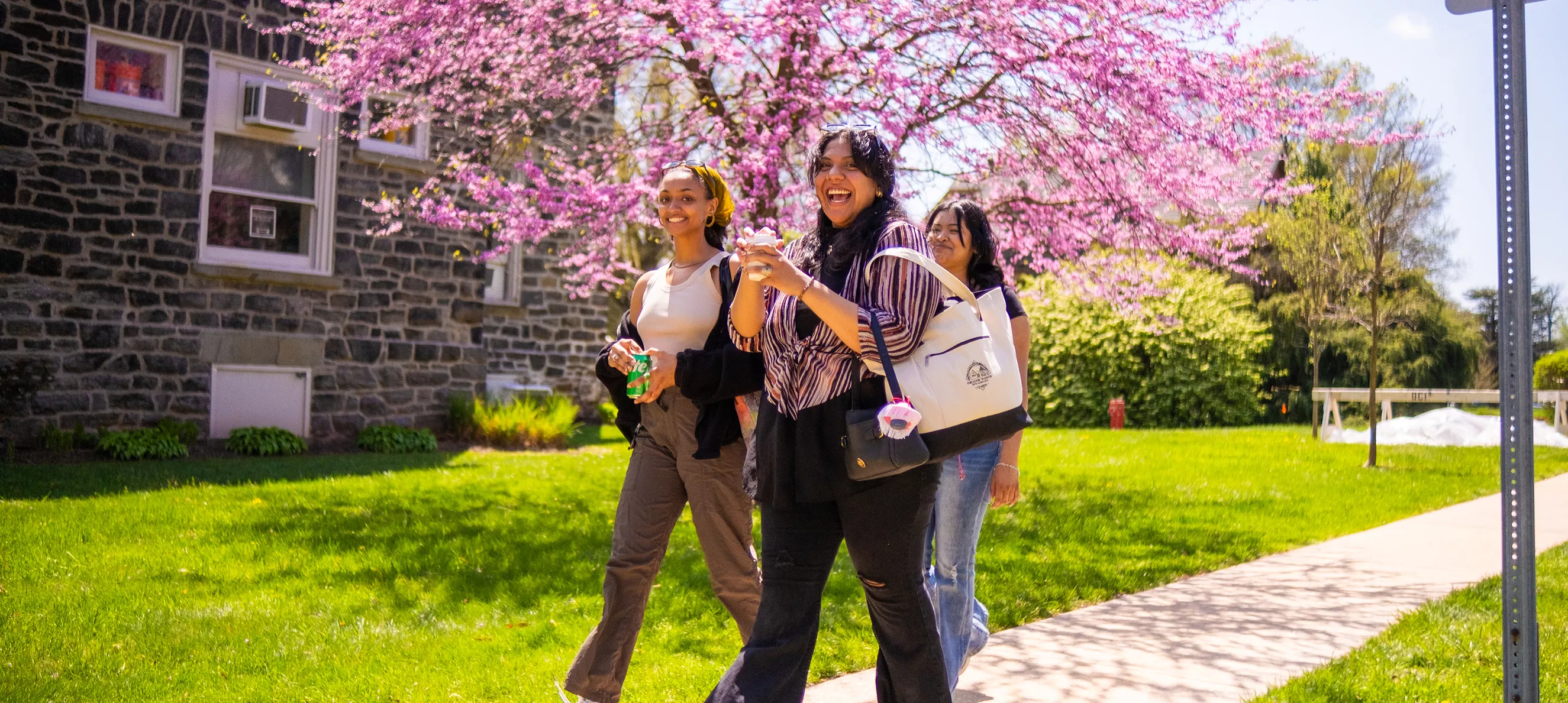 Three Students Walking Among the Cherry Blossoms