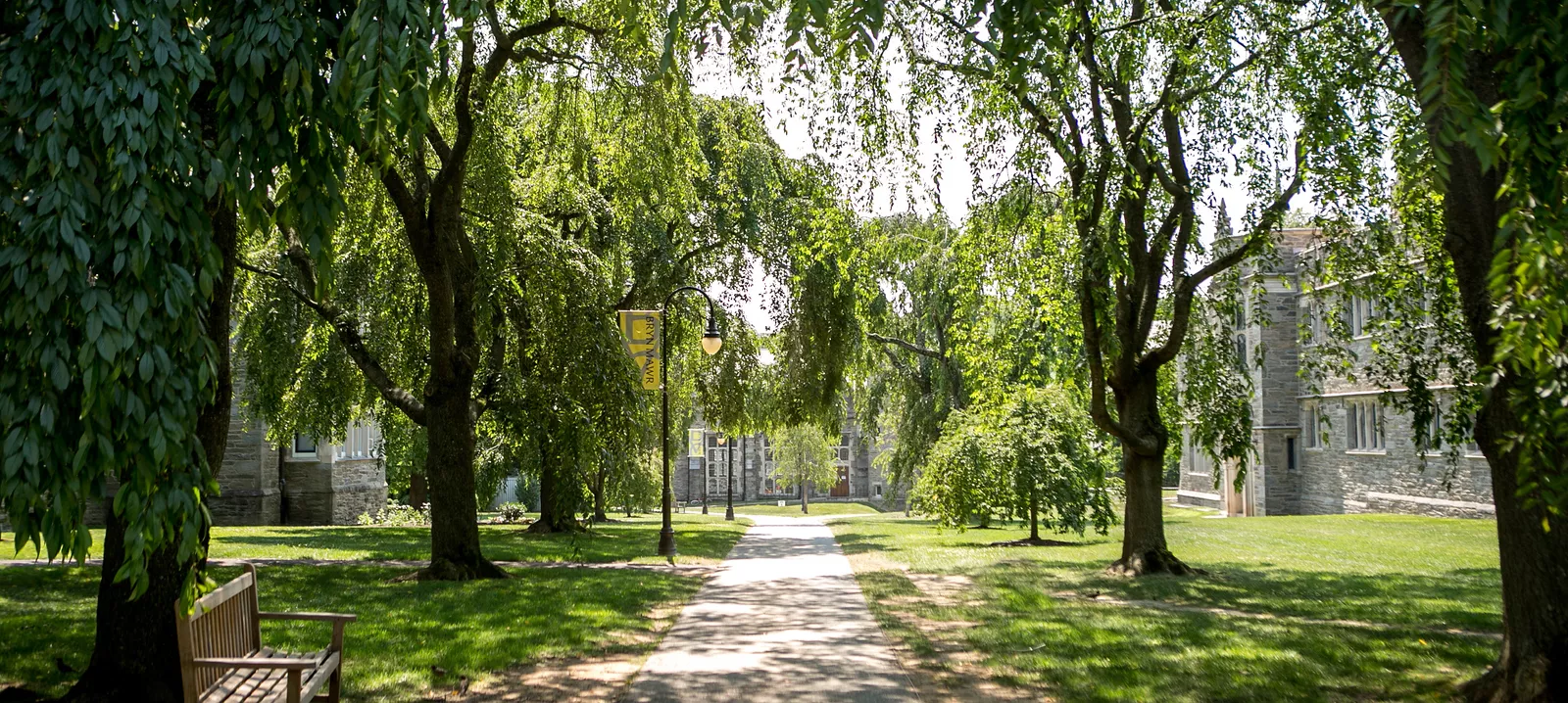 Campus path with spring trees on either side