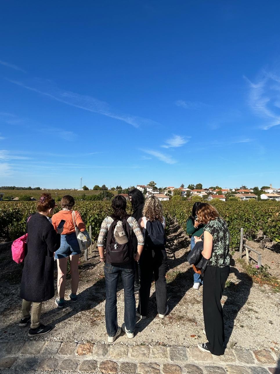 Transplants Bordeaux Vineyard