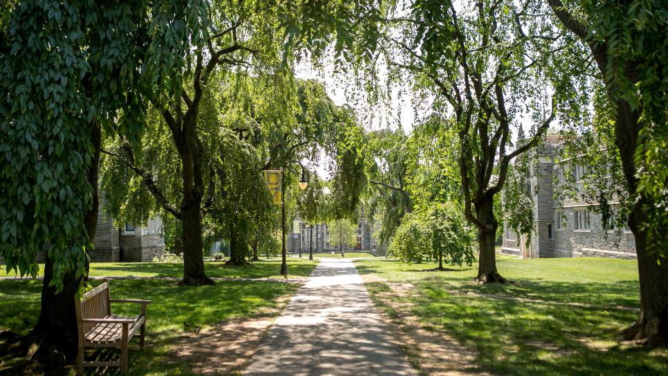 Cherry trees on campus