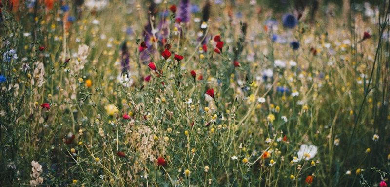 Sustainability - Greening - Wild Flowers