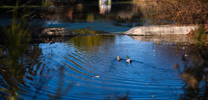 Ducks swimming in pond