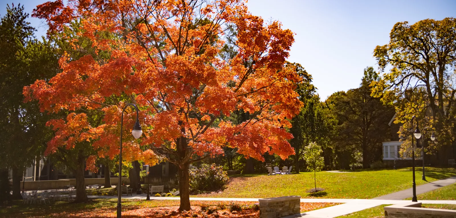 Orange tree on campus