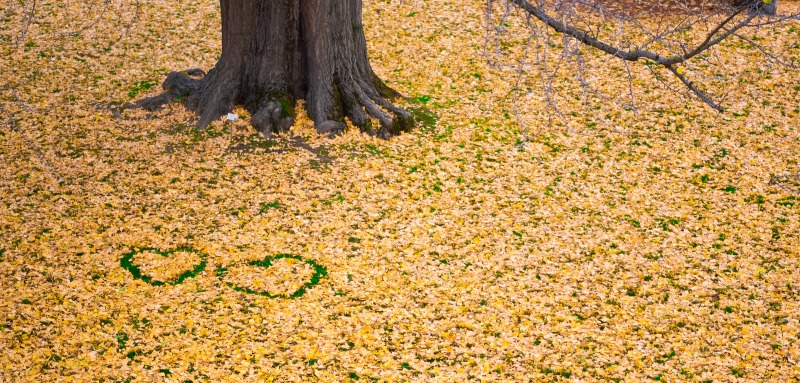 Ginkgo Tree leaves and hearts