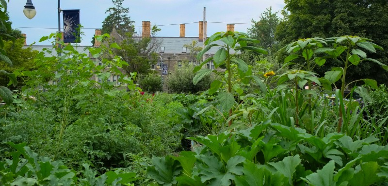 Dining - Community Garden