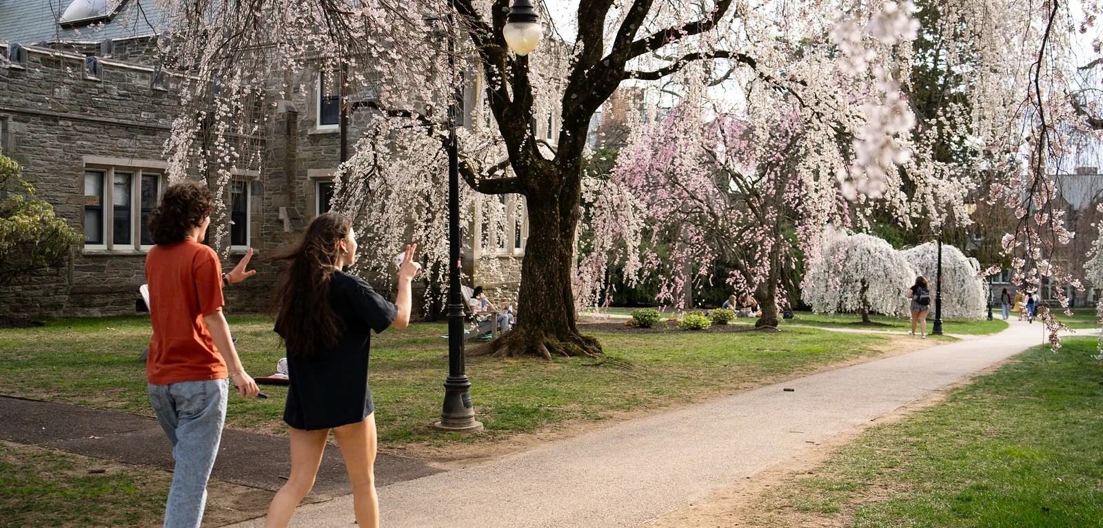 Students walking among the cherry blossoms