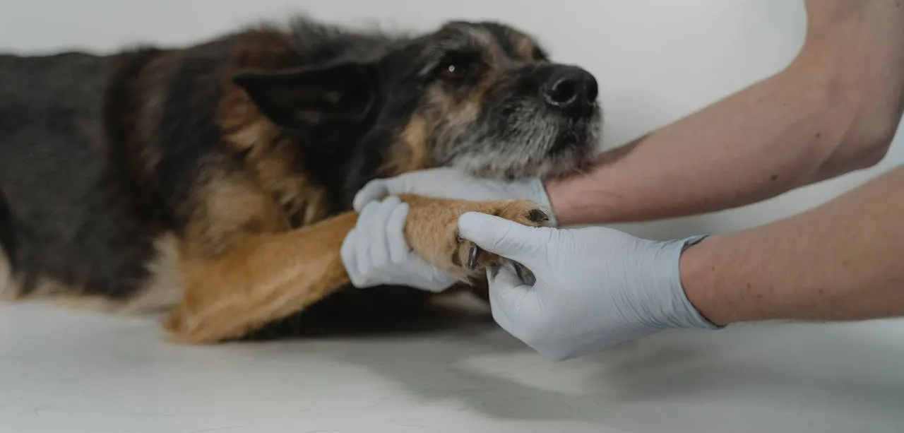 Dog at the vet