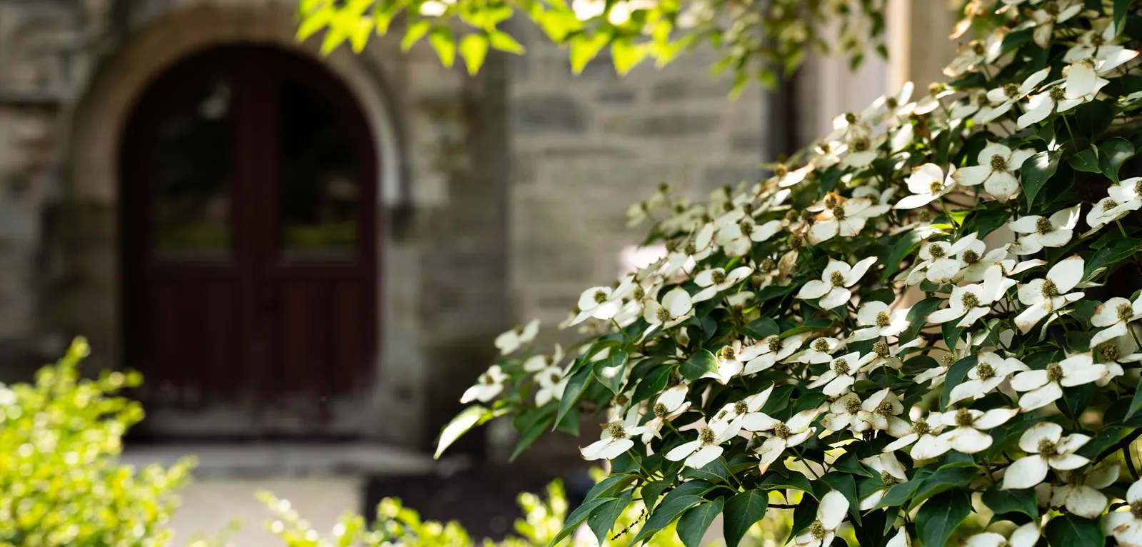 Arch and flowers 