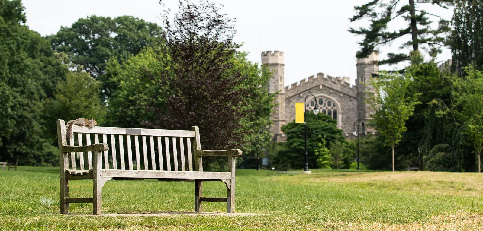 Bench and squirrel 