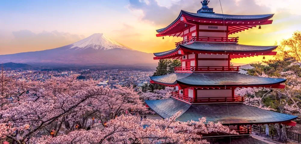 Japan cherry blossoms