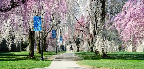 Cherry blossoms
