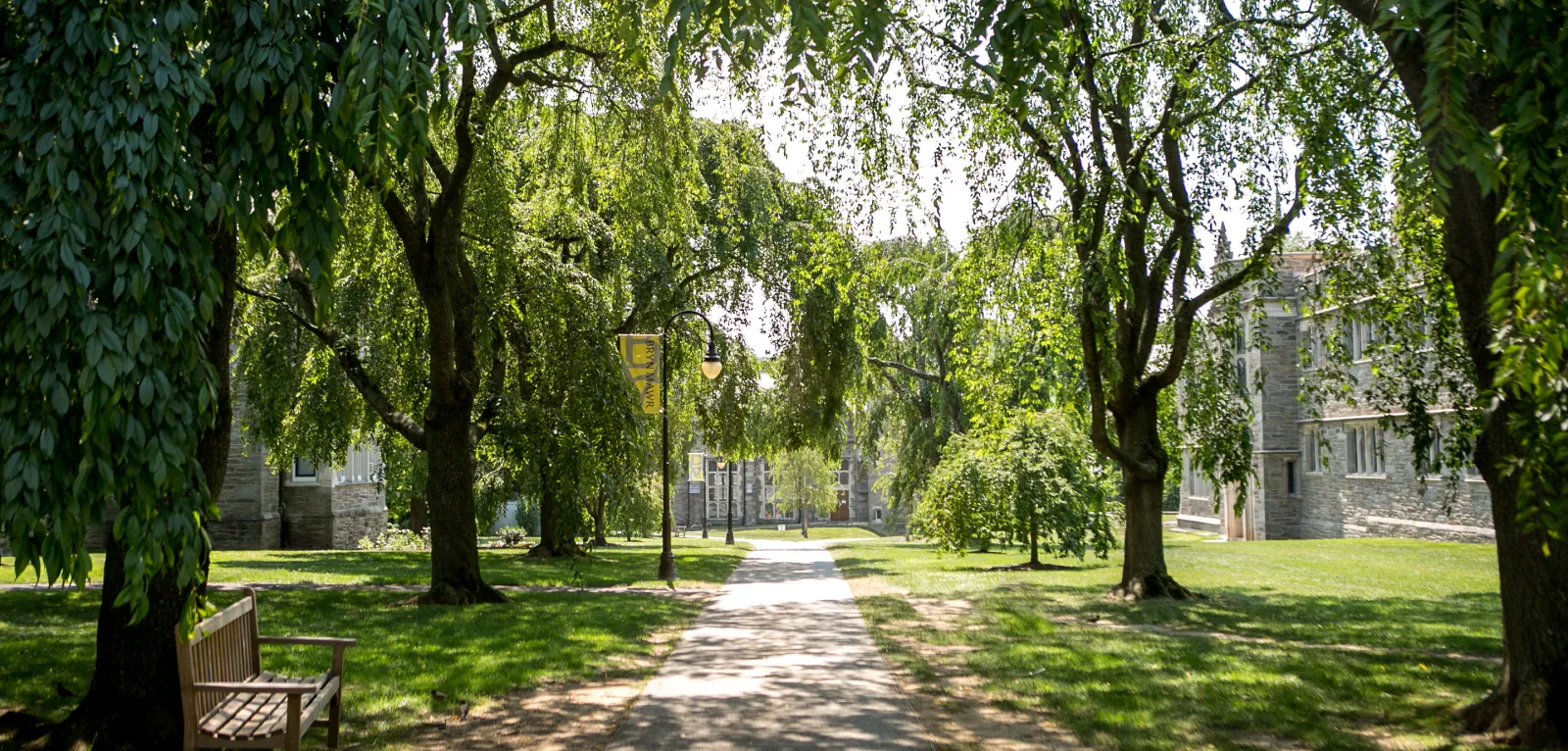 Cherry trees on campus