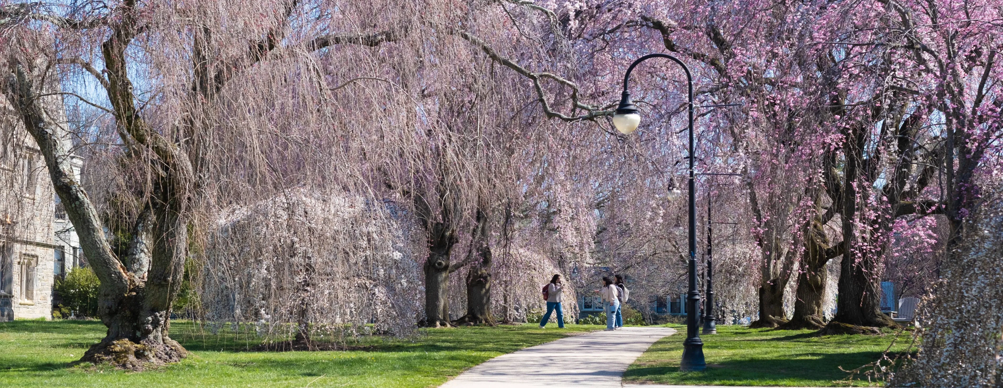 Cherry blossoms in bloom, three students walk on the pathway