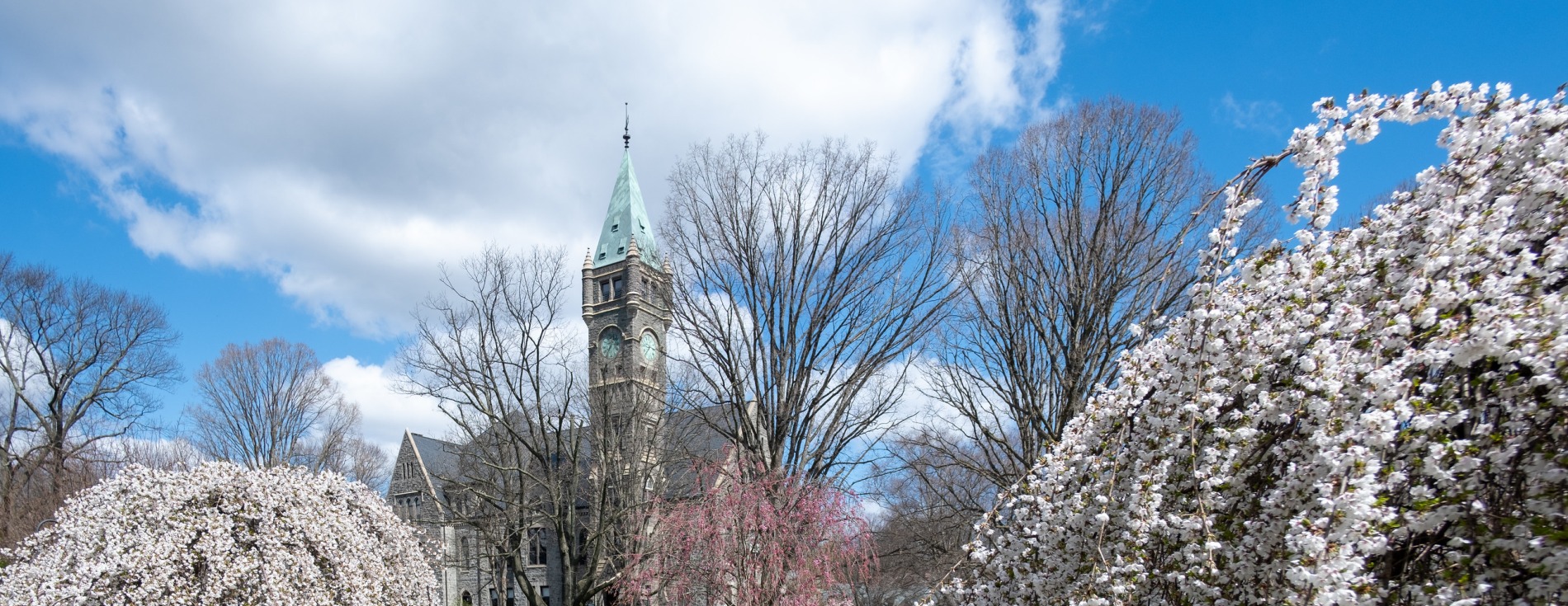 Taylor Hall Cherry Blossoms