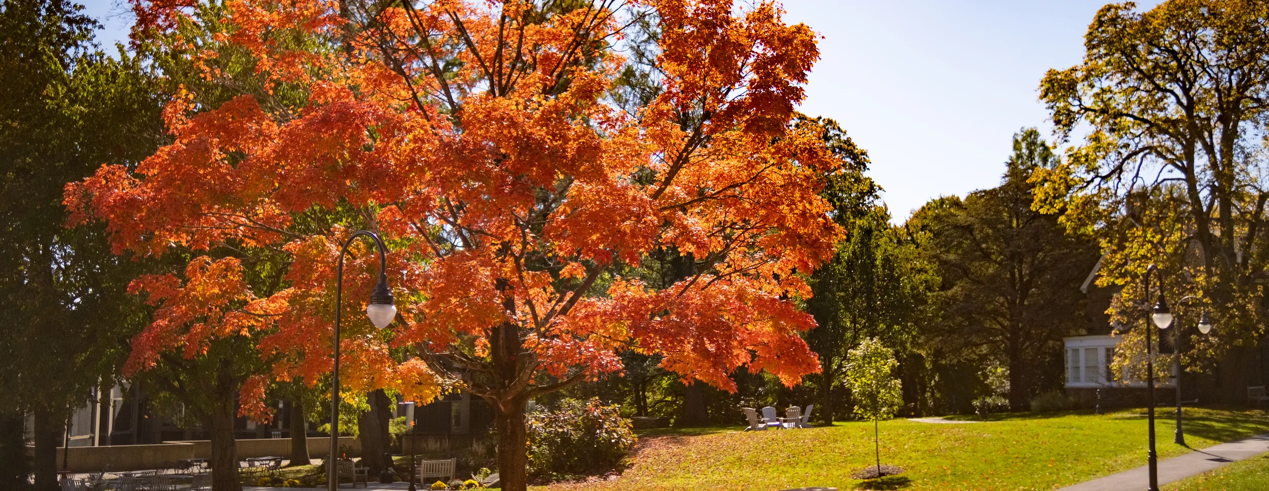 Orange tree on campus