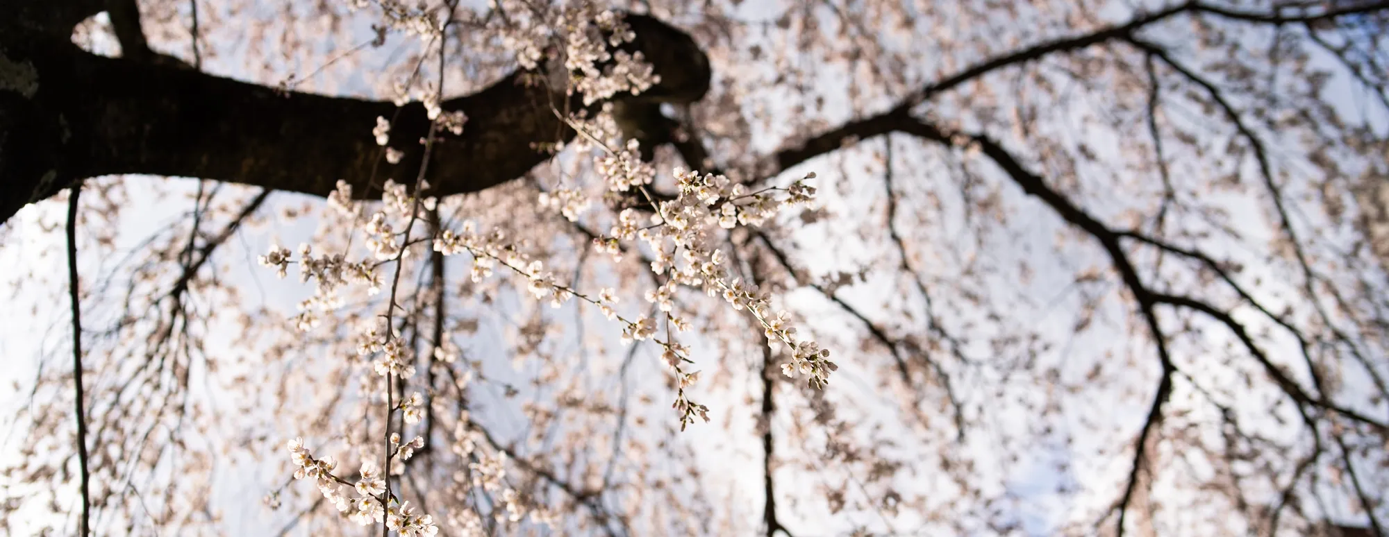 apple blossoms