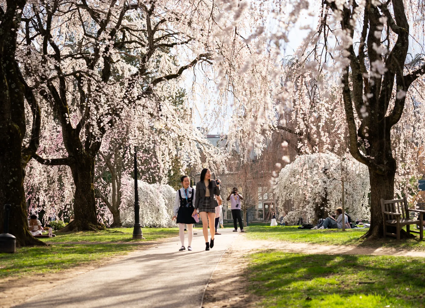blooming cherry trees on campus