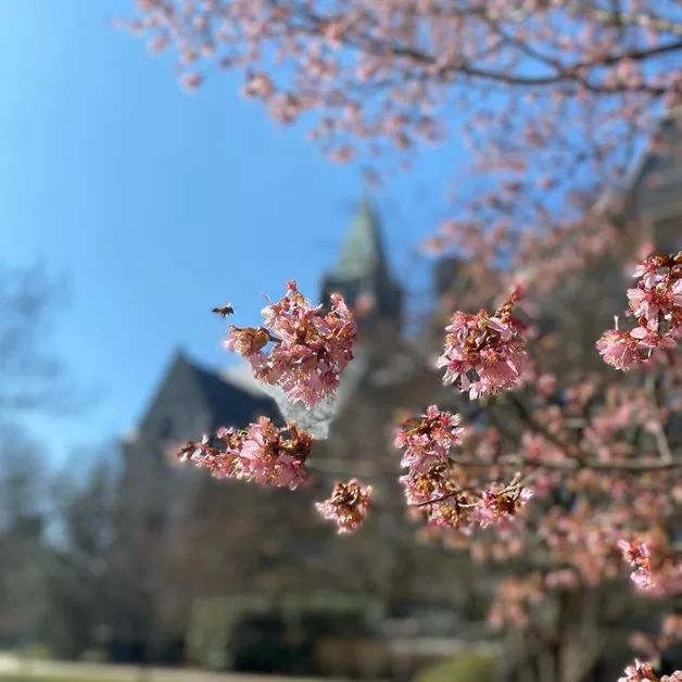 Pink Flowers Campus Beauty 