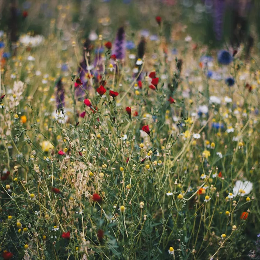 Sustainability - Greening - Wild Flowers