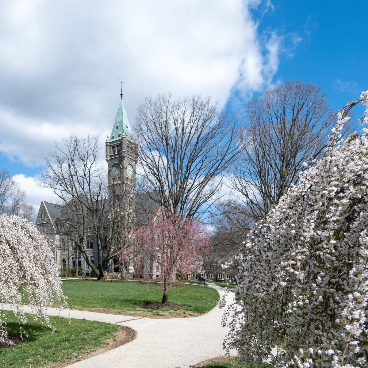 Taylor Hall Cherry Blossoms