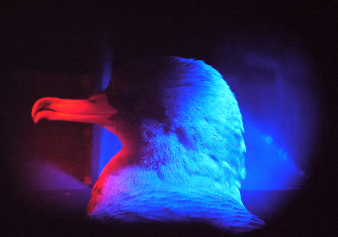 A cagarro bird in profile illuminated in the night by red and blue light.
