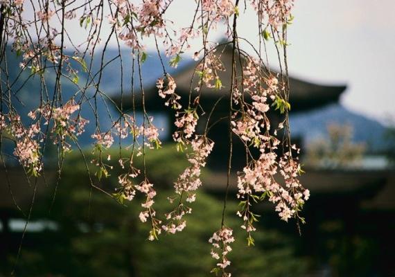 Image of cherryblossoms