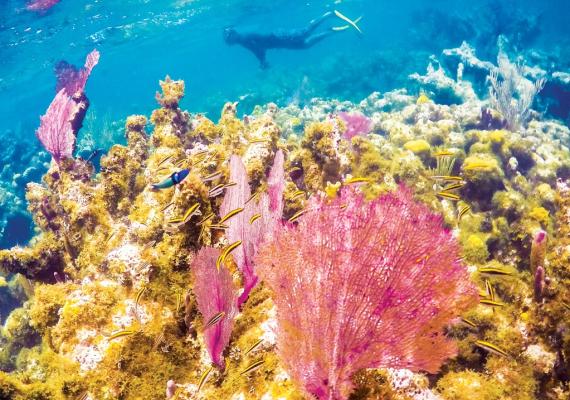 Belize Coral Reef